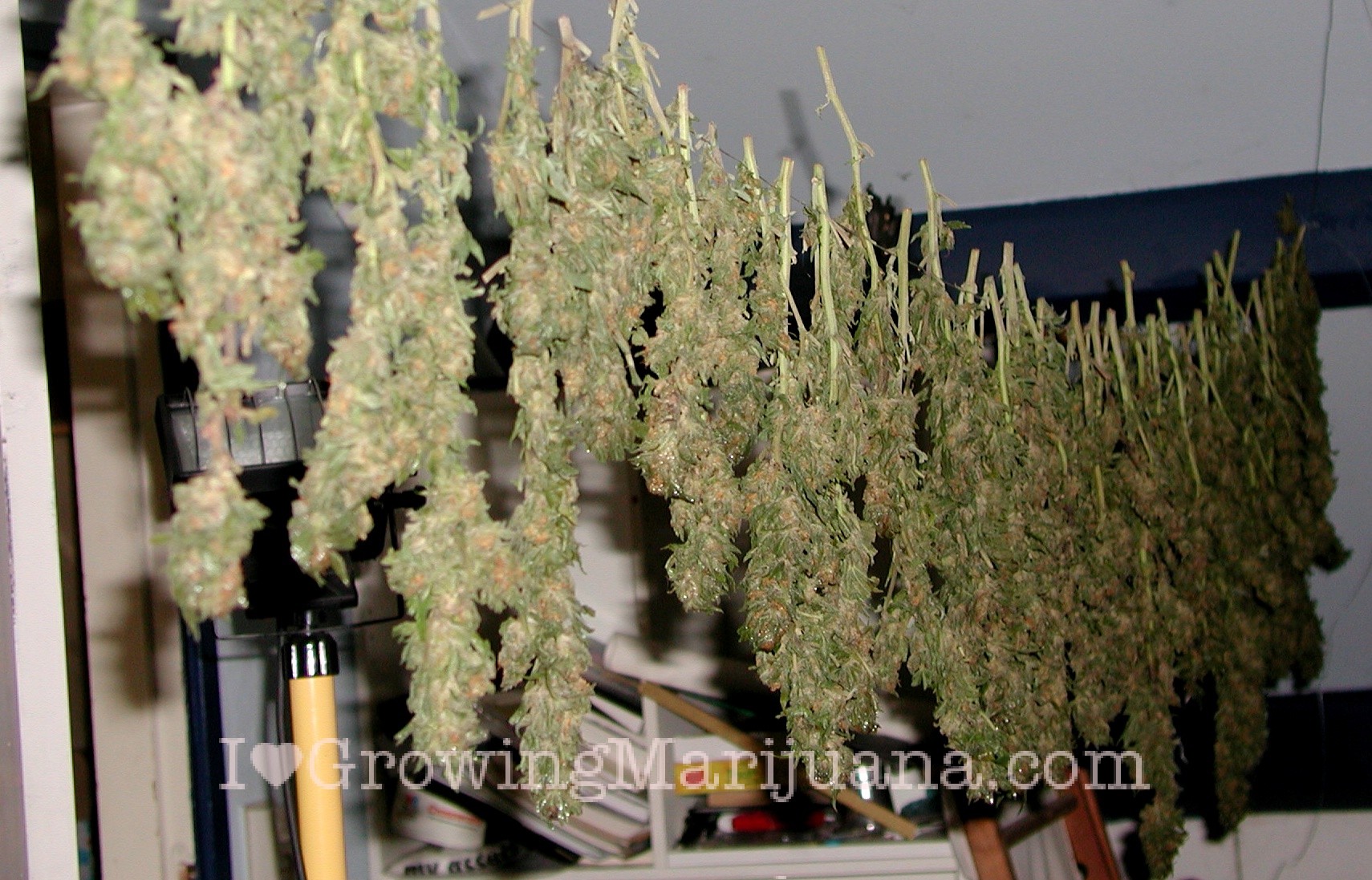 Weed Drying