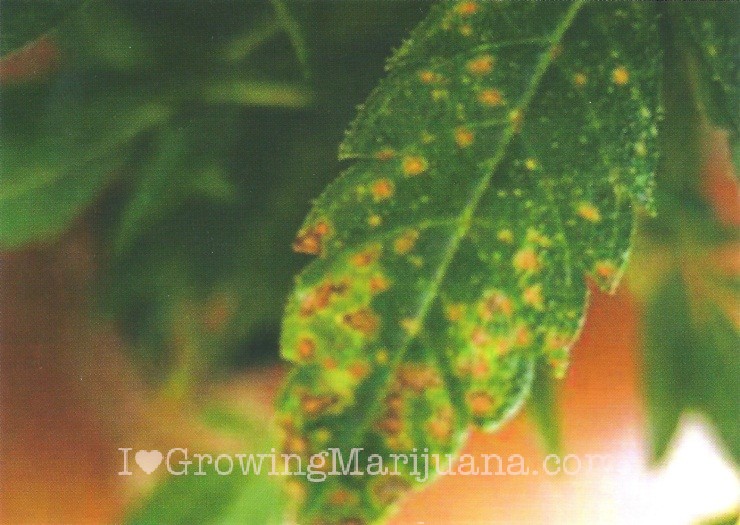 Cannabis Mg Deficiency