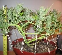 Cannabis plants trim or prune