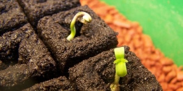 auto Cannabis seedling