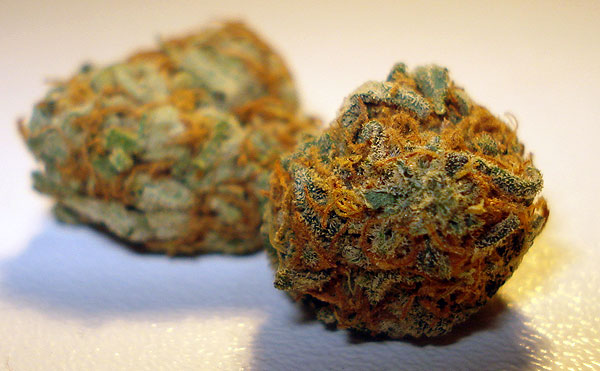 Orange Bud Marijuana Strain Review – Indoor Growing