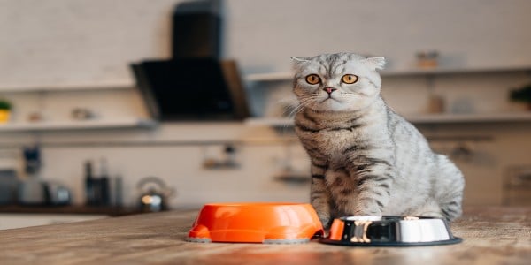 Always clean out food bowls thoroughly to avoid rats and mice