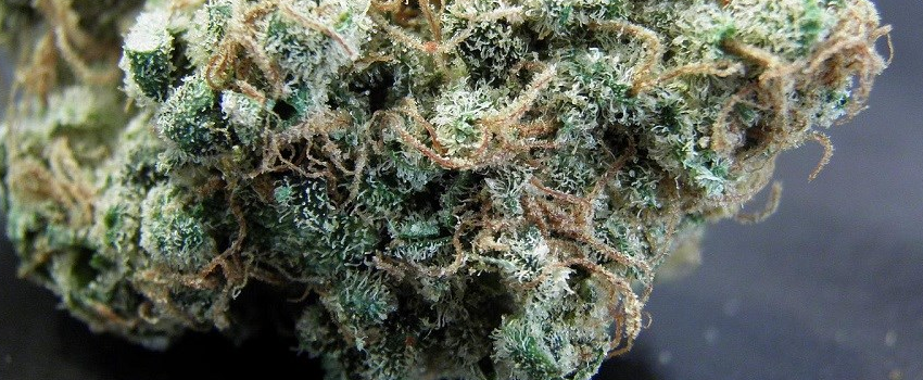 THC_Bomb