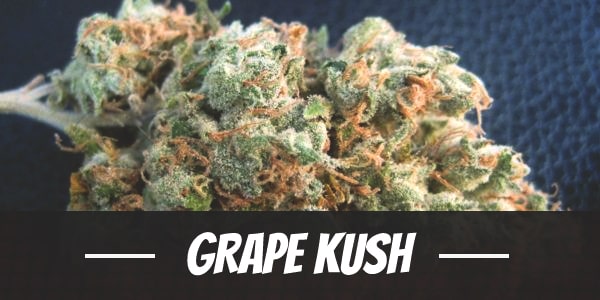 Grape Kush Strain Review I Love Growing Marijuana