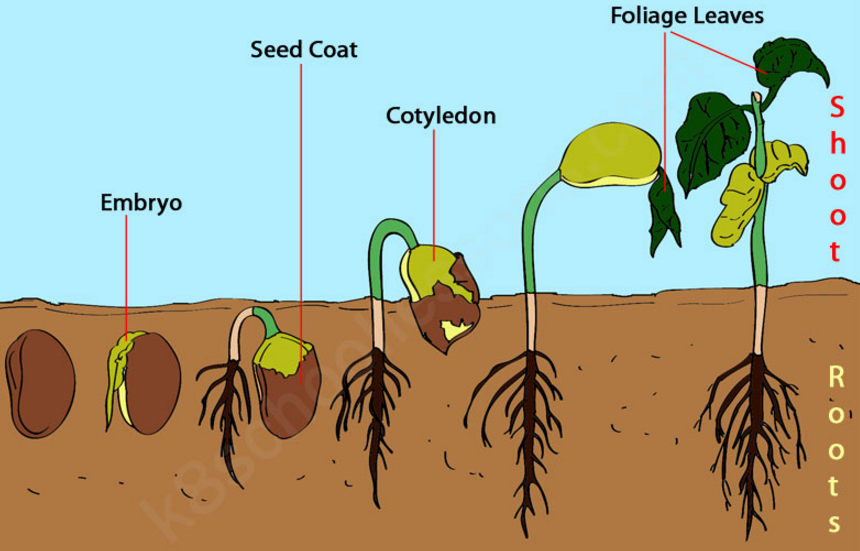 Marijuana Plant Hormones - I Love Growing Marijuana