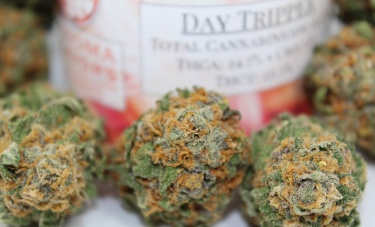 day-tripper-strain-review-i-love-growing-marijuana