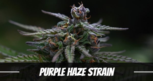 Online sale of Purple Haze #1