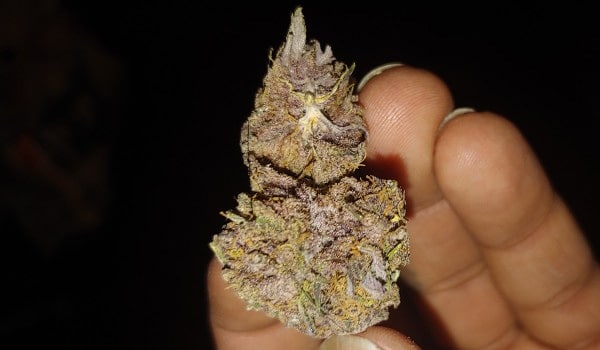 Purple Goat Strain Effects