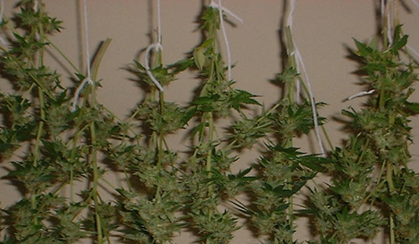 dry your autoflowers now in august