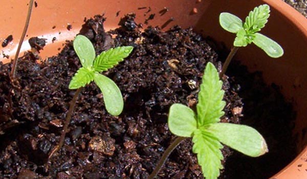 sprouting cannabis outside in the sun