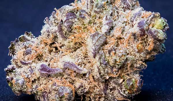 Moose and Lobsta Strain Review - I Love Growing Marijuana