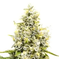 Sunset Sherbet Strain