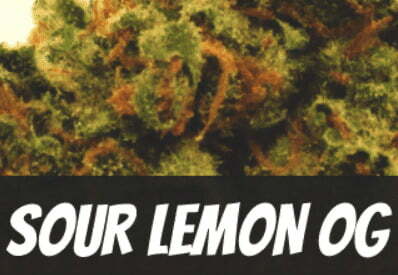 sour lemon og cannabis strain