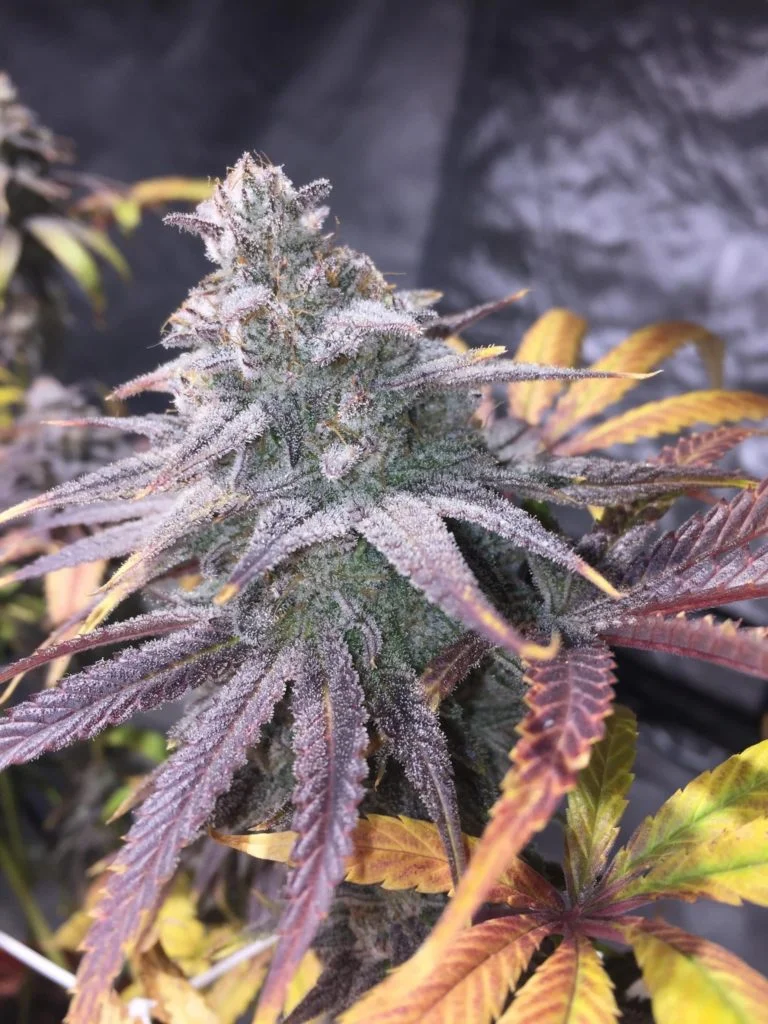 Growing Dolato cannabis plants