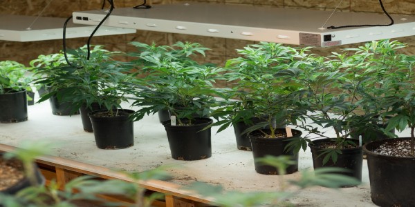 A Complete Guide to Growing Marijuana Indoors - ILGM