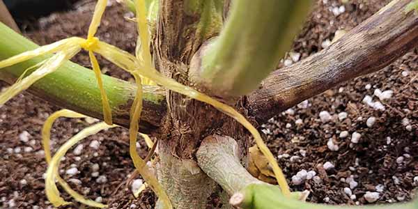 Stem browning verticillium wilt