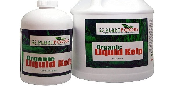 Kelp concentrate for protecting marijuana plant from nutritional deficiency