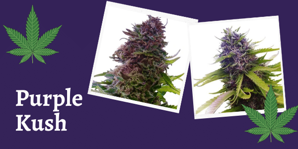 Purple Kush Strain Review Information Effects Origin Yield More