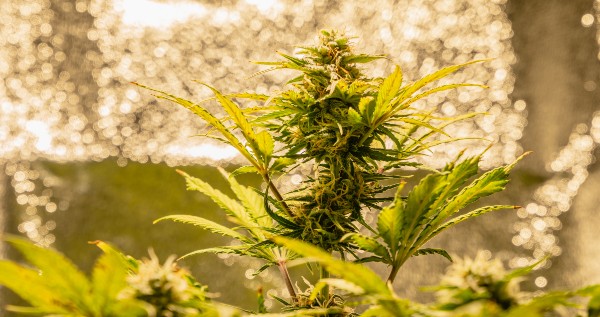 cost of Growing Marijuana Indoors