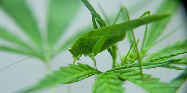 Signs of grasshoppers on marijuana