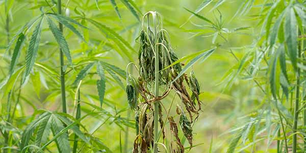 How to get rid of fusarium in marijuana plants