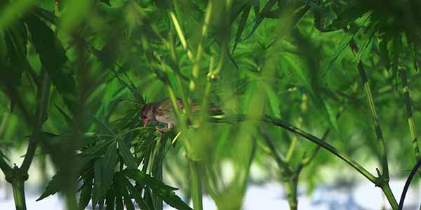 Get rid of birds on marijuana plants