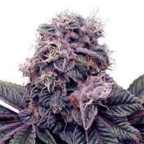 Blackberry Kush Strain