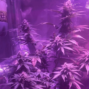 Blueberry Auto 9 Weeks Old Cannabis Plant