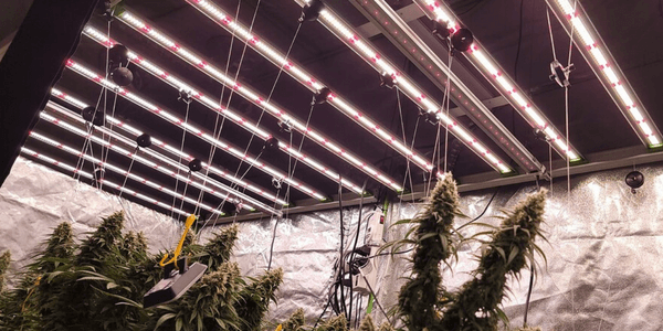 Growing weed plants indoors and using grow lights