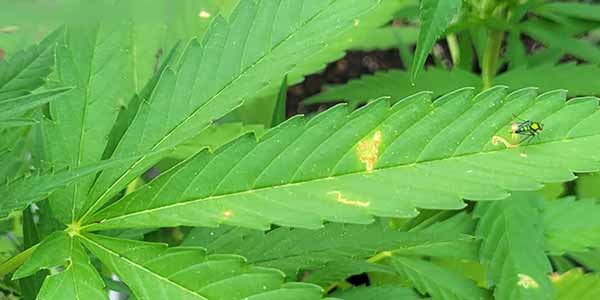 How to get rid of leaf miners