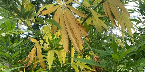 fix sick marijuana leaves