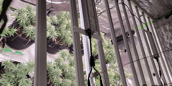 Best Cannabis Light Cycle Schedule for Growing Weed by Stage