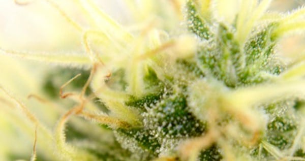 0-49% of the pistils are brown – Not ready yet