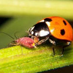 insect attack on marijuana plant