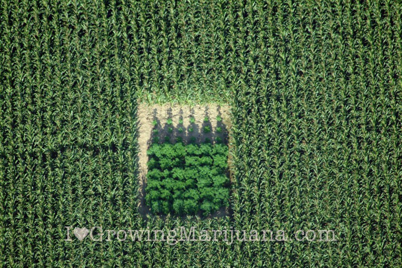 Marijuana in corn field