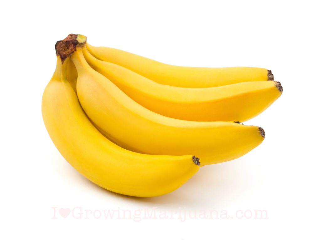 Cannabis bananas