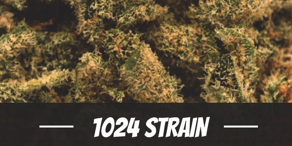 1024 Strain