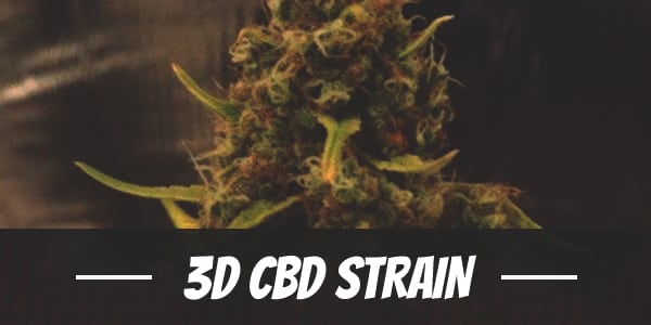 3D CBD Strain