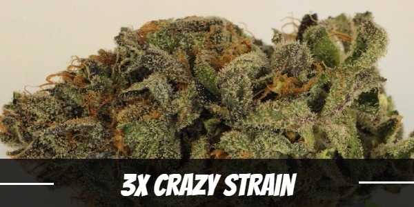 3X Crazy Strain