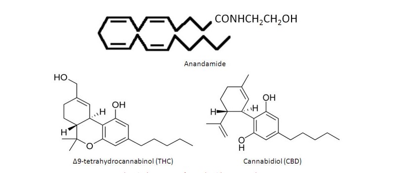 A Look at THC and CBD in the Endocannabinoid System