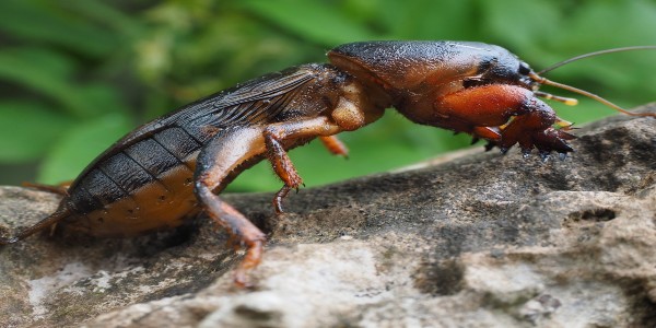 A mole cricket