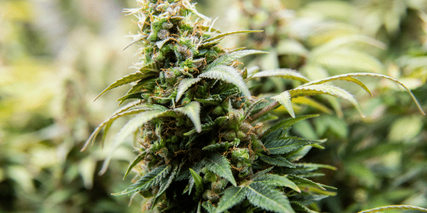 AK-47 Cannabis Strain Information & Review