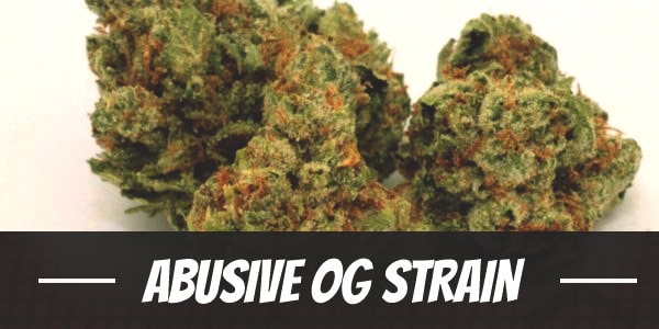 Abusive OG Strain