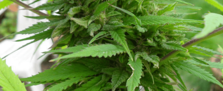 marijuana leaves