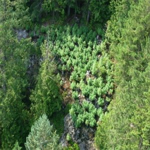 Aerial observation of marijuana plants