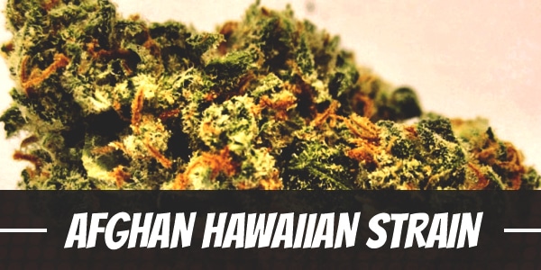 Afghan Hawaiian Strain