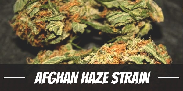 Afghan Haze Strain