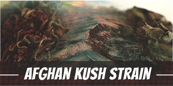 Afghan Kush Strain