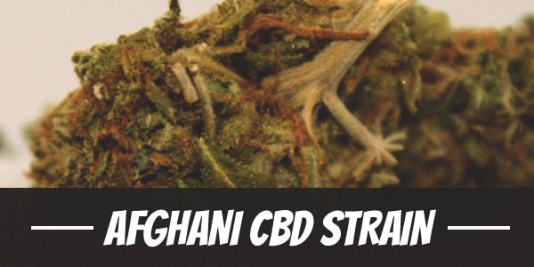 Afghani CBD Strain