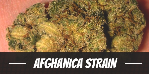 Afghanica Strain